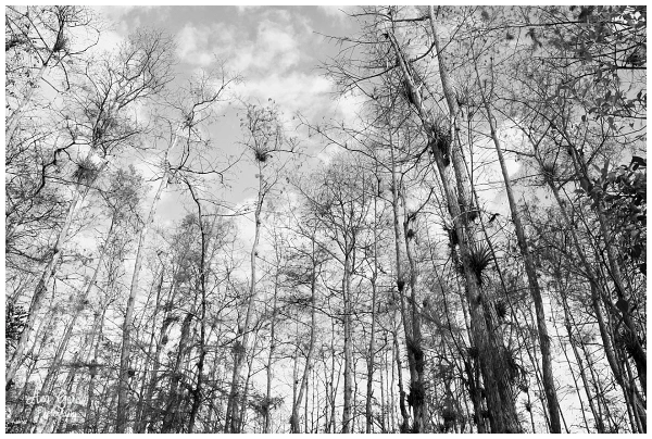 Cypress Trees at Big Cypress National Preserve Park | Landscape Prints