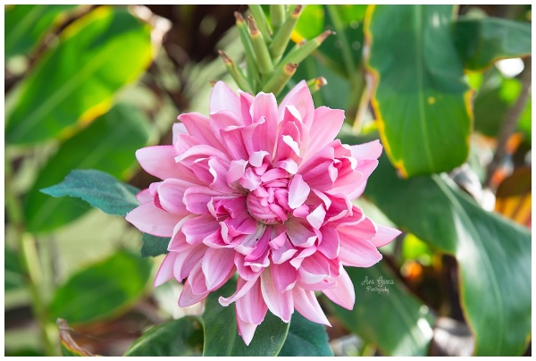 Pretty pink tropical flower | Fine Art Photography Prints, Home Decor