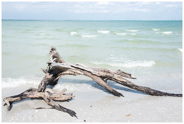 Prints of Driftwood in the ocean in the Gulf Coast of Southwest Florida