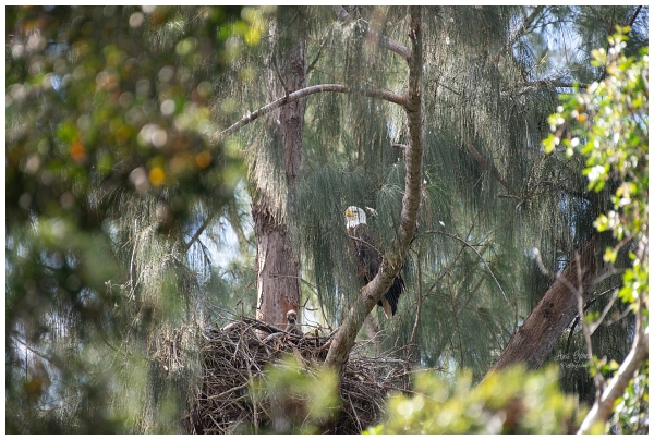Bald Eagle in Pembroke Pines, FL | Nature Photos
